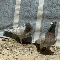 کفتر طاوسی الماسی کاکل میولمنز پشتی دمسفید|پرنده|شیراز, پودنک|دیوار