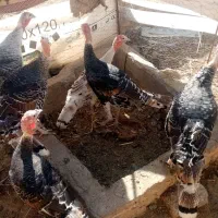 بوقلمون ماده دوتابایک نر|حیوانات مزرعه|کرباسک, |دیوار