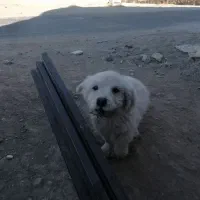 توله سگ|سگ|آبسرد, |دیوار