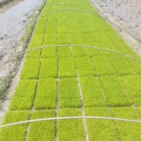 فروش توم جو هاشمی