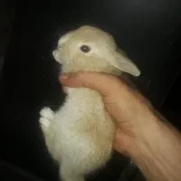 خرگوش|موش و خرگوش|رامهرمز, |دیوار