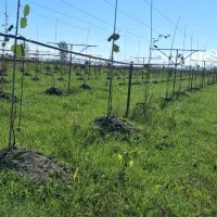 باغ کیوی 5430متر مربع