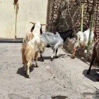 یک راس بز چاغ|حیوانات مزرعه|مشهد, مهدی آباد|دیوار
