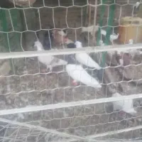 کبوتر