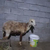 میش جوان
