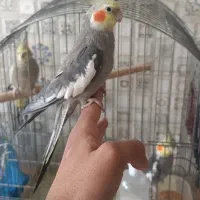 سه عدد عروس نر آماده