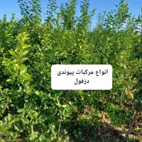 باغبانی ودرختکاری