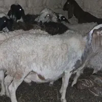 گوسفند وبره فروشی