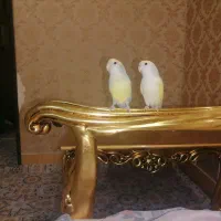 طوطی کوتوله جفت|پرنده|مشهد, محمدآباد|دیوار