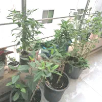 فروش فوری یا تهاتر واحد 140 متری در منظریه رشت|فروش آپارتمان|رشت, منظریه|دیوار