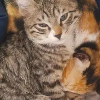 واگذاری گربه