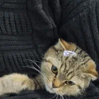 گربه اسکاتیش فولد ماده|گربه|کرمان, |دیوار