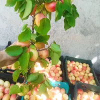 زرد آلو بادامی درجه یک(اریک)