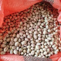 لوبیا بذر کرمانشاهی