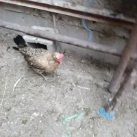 خروس و مرغ عربی اصل|حیوانات مزرعه|بندر امام خمینی, |دیوار