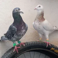 یه جفت سرور به شرط همه چی