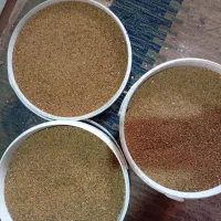 دانه یونجه درجه یک بهترین کیفیت