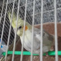 عروس هلندی ماده.|پرنده|قم, ولیعصر|دیوار