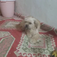 یک سگ دستی بسیاز زیبا ویه خورده هم بازیگوش