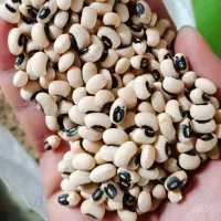 انواع لوبیا و حبوبات|خوردنی و آشامیدنی|ایلام, |دیوار