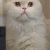 گربه پرشین نر جفت گیری