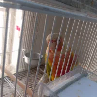 فروش گرینچیک سرلاکی