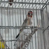 سره بهاره استانه|پرنده|شازند, |دیوار