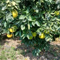 فروش تامسون تمیز حدود ۱۶ تن فقط سرکرد کلی