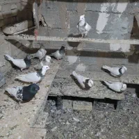 کبوترطوقی کله ای وسینه ای|پرنده|فامنین, |دیوار