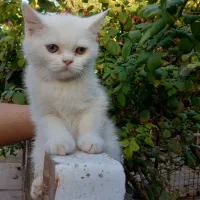 گربه اسکاتیش|گربه|رفسنجان, |دیوار