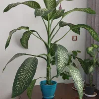 گل دیفن باخیا