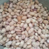 لوبیاچیتی سرحد،محلی،به شرط پخت وبا ارسال درب منزل