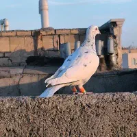 سار پرشی|پرنده|مشهد, رضاییه|دیوار