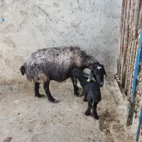 بره شیری|حیوانات مزرعه|خمینی‌شهر, |دیوار