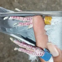 گرفتی اسکله مینا زاید ابوظبی