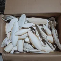 کف دریا