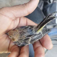 گلبسروسهره سبز وسهره ببری امیدیه|پرنده|بندر ماهشهر, |دیوار