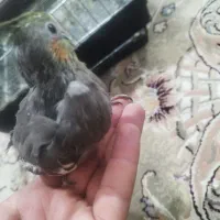 جوجه عروس هلندی