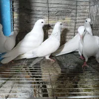 فروشی|پرنده|میناب, |دیوار