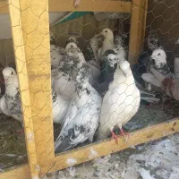 کفتر پرشی|پرنده|تهران, فلاح|دیوار