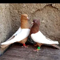 کفتر،کبوترسینه