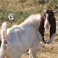 بز پاکستانی و افغانی|حیوانات مزرعه|شادگان, |دیوار