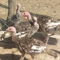 بوقلمون ۸ ماهه ۱۲ عدد