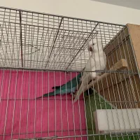 جفت طوطی راهب مولد سفیدوآبی