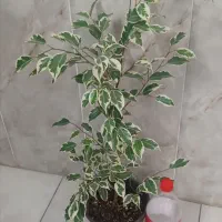 گل آپارتمانی