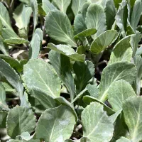 نشا انواع صیفی جات|خدمات باغبانی و درختکاری|رامشیر, |دیوار