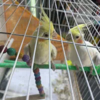 عروس هلندی جفت
