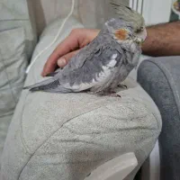 عروس هلندی|پرنده|مشهد, تلگرد|دیوار