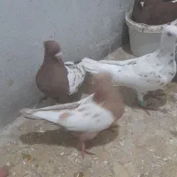 سنیه|پرنده|سبزوار, باهنر|دیوار