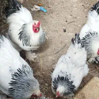 خروس های زیبای نژاد برهما